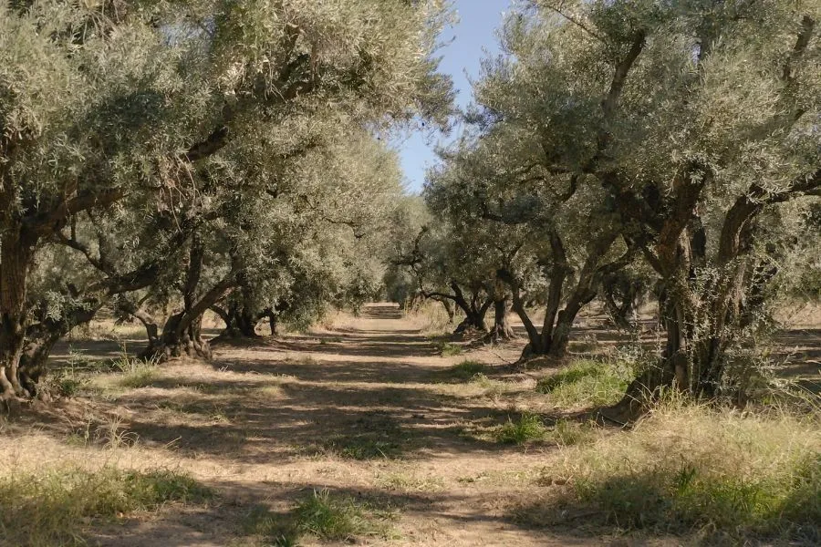 olive tree plantations in spain
